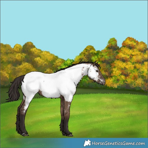 Horse Color:Liver Red Dun Appaloosa 