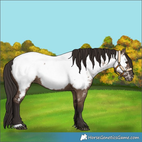 Horse Color:Liver Red Dun Near Fewspot 