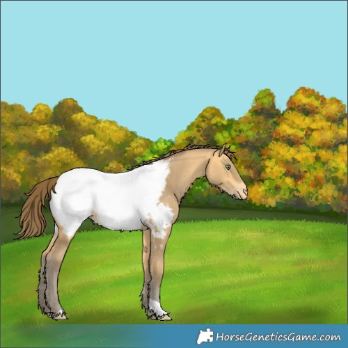 Horse Color:Amber Cream Champagne Appaloosa 