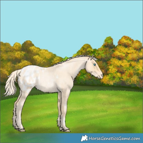 Horse Color:Palomino Roan Pearl Appaloosa 