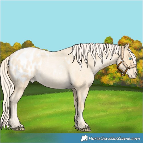 Horse Color:Palomino Roan Pearl Appaloosa