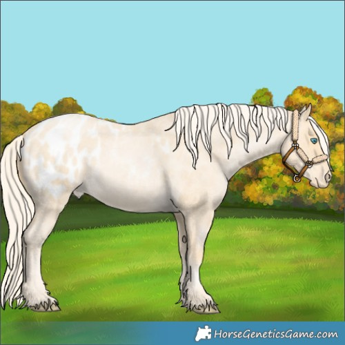 Horse Color:Palomino Roan Pearl Blanket 