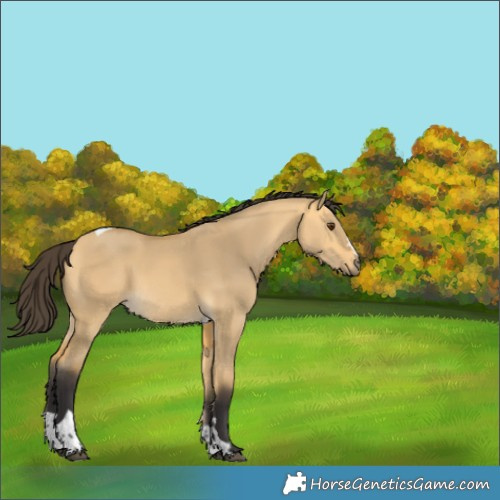 Horse Color:Buckskin Dun Tobiano 