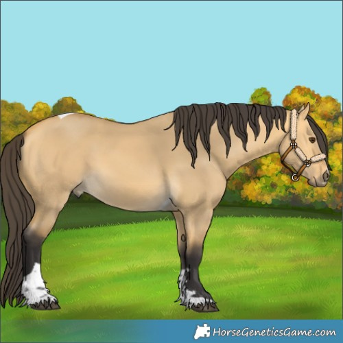 Horse Color:Buckskin Dun Tobiano 