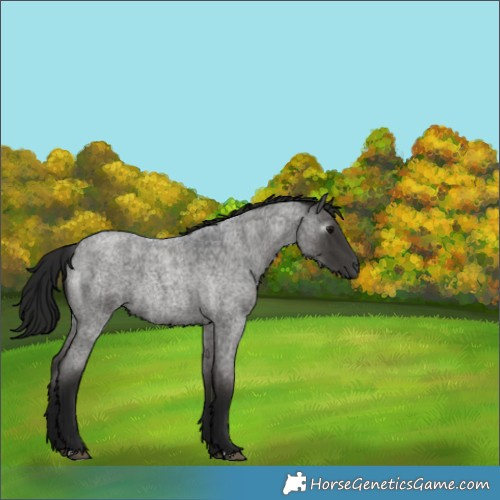 Horse Color:Gray Blue Roan 