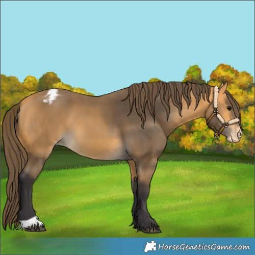 Horse Color:Buckskin Varnish