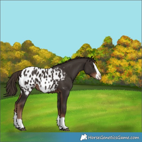 Horse Color:Liver Chestnut Splash Appaloosa 