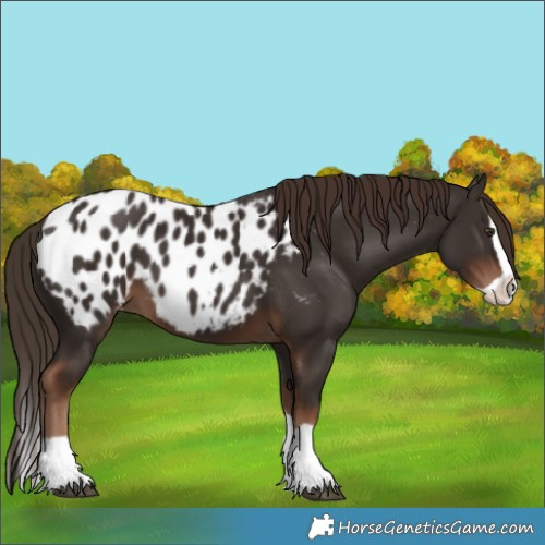 Horse Color:Liver Chestnut Splash Blanket