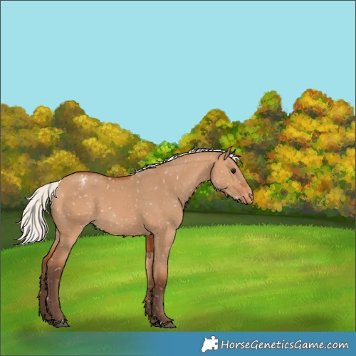 Horse Color:Silver Bay Dun Appaloosa 