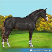 Horse Color:Liver Chestnut 