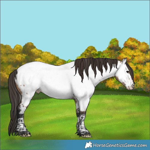 Horse Color:Brown Dun Tobiano Appaloosa 