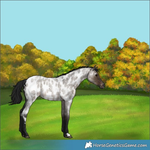 Horse Color:Gray Brown Roan Dun Appaloosa Rabicano Brindle