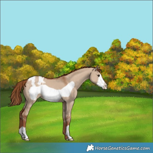 Horse Color:Red Dun Frame Appaloosa 