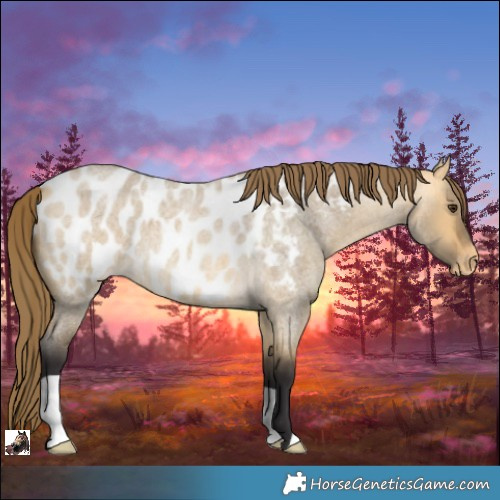 Horse Color:Buckskin Roan Dun Appaloosa