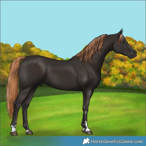 Horse Color:Liver Chestnut 