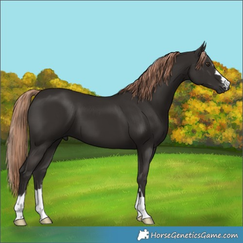 Horse Color:Liver Chestnut 