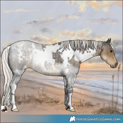 Horse Color:White Spotted Silver Smoky Blue Roan 