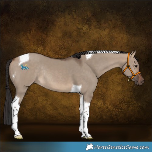 Horse Color:Bay Dun Tobiano Rabicano 