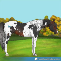 Horse Color:White Spotted Brown Tobiano 