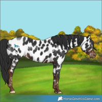 Horse Color:White Spotted Liver Chestnut Near Leopard Rabicano 