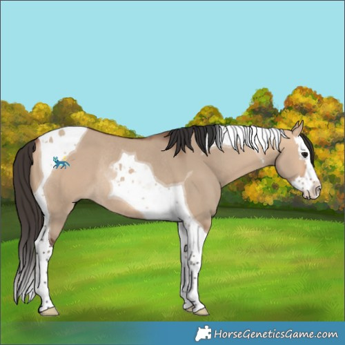 Horse Color:Bay Dun Splash Tobiano Rabicano 