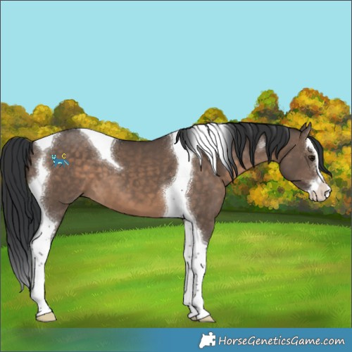Horse Color:Brown Dun Splash Tobiano 