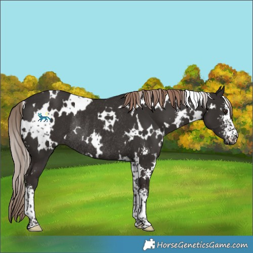 Horse Color:White Spotted Liver Chestnut Sabino Rabicano 