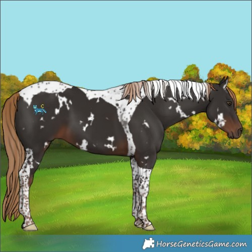 Horse Color:White Spotted Liver Chestnut Tobiano 