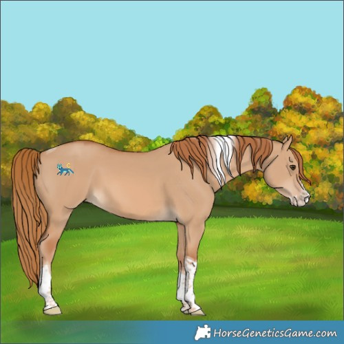Horse Color:Red Dun Sabino Splash Tobiano 