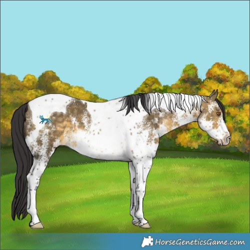Horse Color:White Spotted Buckskin Dun Tobiano 