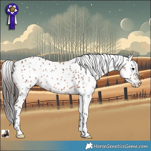 Horse Color:Bay Appaloosa Rabicano