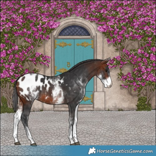 Horse Color:White Spotted Bay Appaloosa 