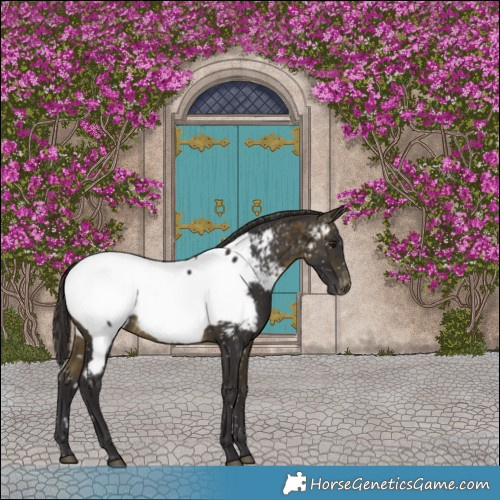 Horse Color:Buckskin Appaloosa Rabicano 