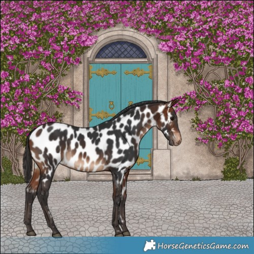 Horse Color:Bay Appaloosa 