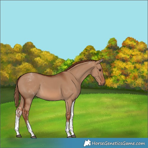 Horse Color:Unknown 