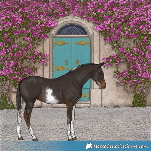 Horse Color:White Spotted Liver Chestnut Tobiano 