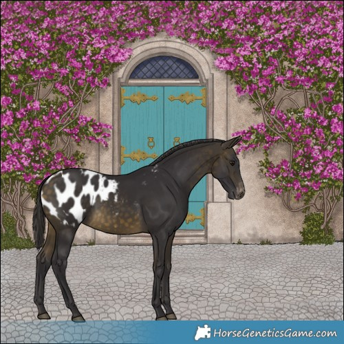 Horse Color:Buckskin Appaloosa 