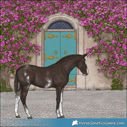 Horse Color:White Spotted Liver Chestnut Splash 