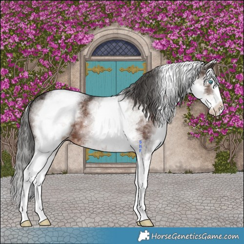 Horse Color:White Spotted Liver Chestnut Splash Rabicano