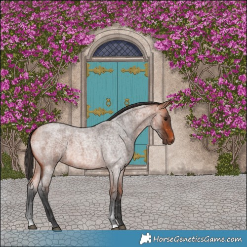 Horse Color:Bay Roan 