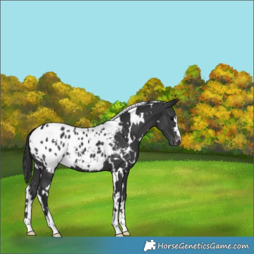 Horse Color:White Spotted Black Appaloosa 