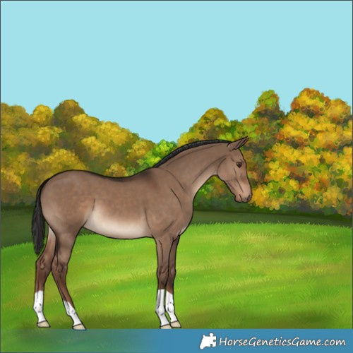 Horse Color:Unknown 