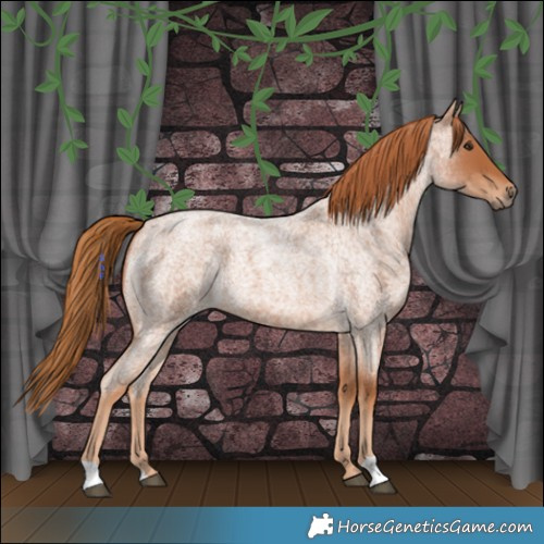 Horse Color:Red Roan 