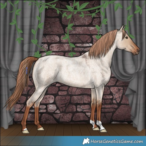 Horse Color:Red Dun Roan 