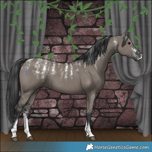 Horse Color:Powder White Grullo 