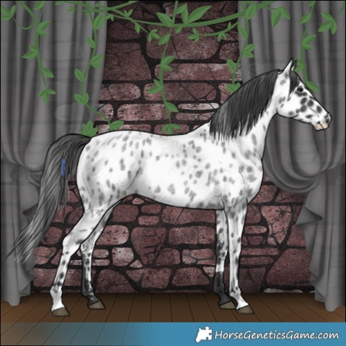 Horse Color:Blue Roan Appaloosa Rabicano 