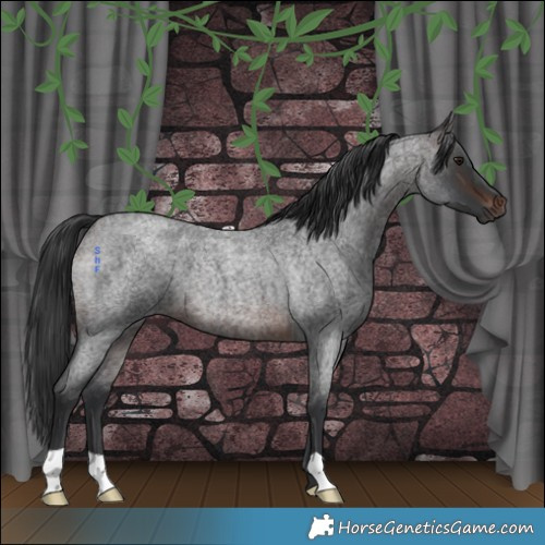 Horse Color:Brown Roan 