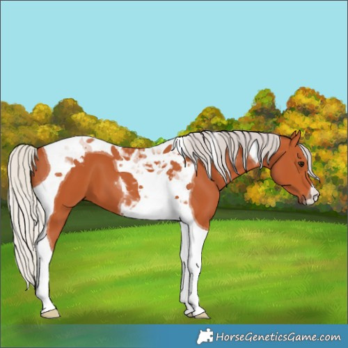 Horse Color:Silver Bay Tobiano