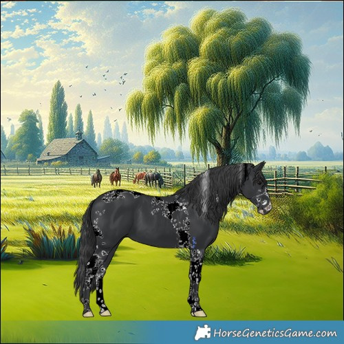 Horse Color:Black Sabino Tobiano 