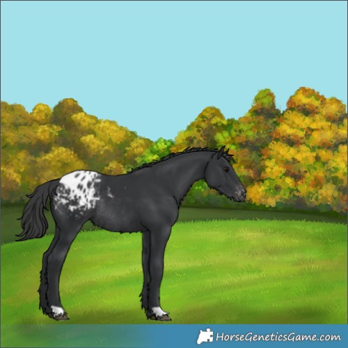 Horse Color:Black Blanket Rabicano 